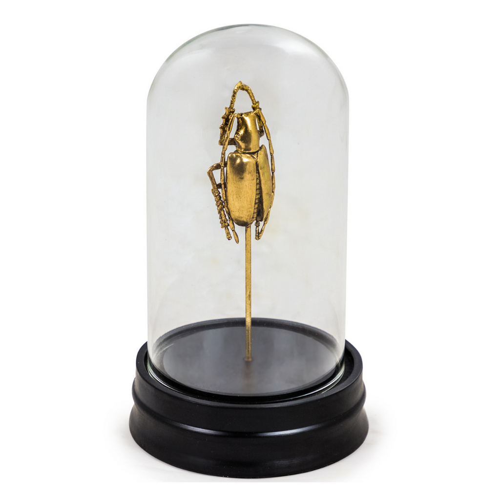 Gold Beetle in Glass Dome (Design 2)