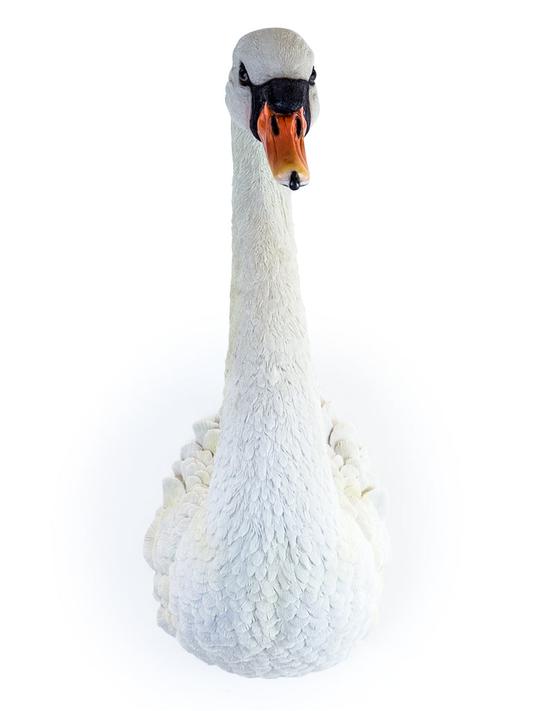 Large White Swan Head